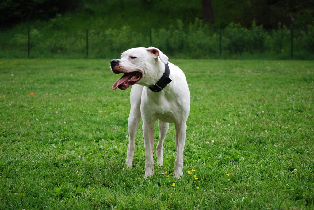 Dogue Argentin tour blanc dans l'herbe